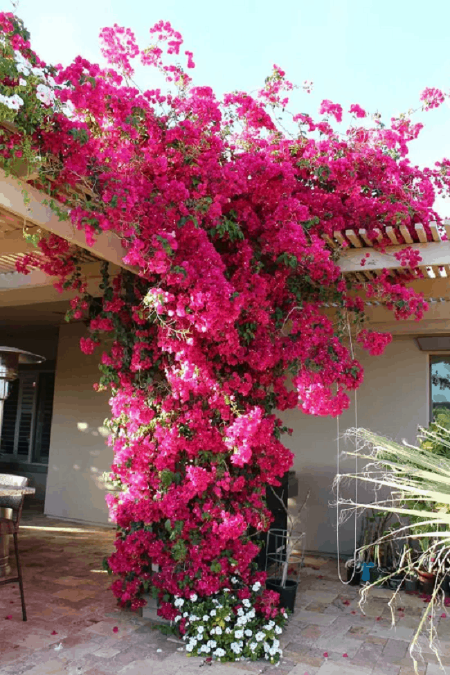 bougainvillea