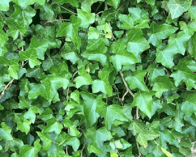 hedera