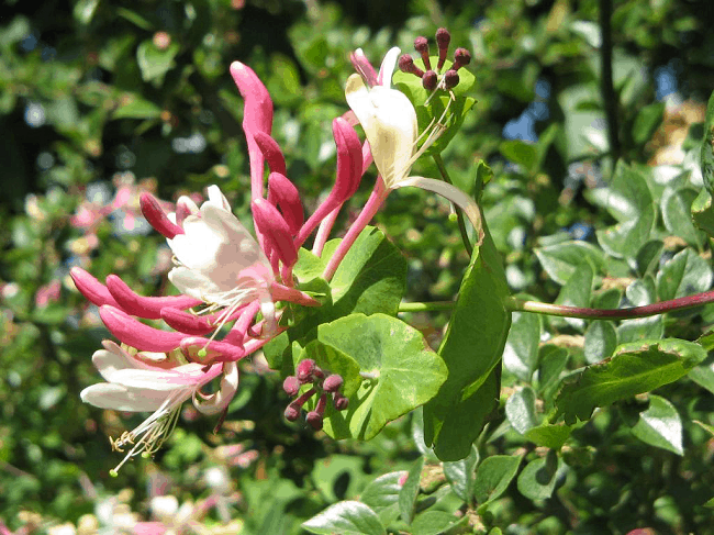 lonicera