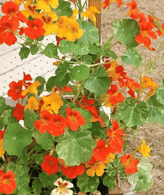 tropaeolum