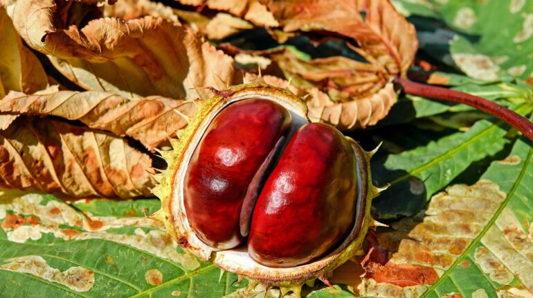 Zvířátka z kaštanů: postupy, které děti zvládnou